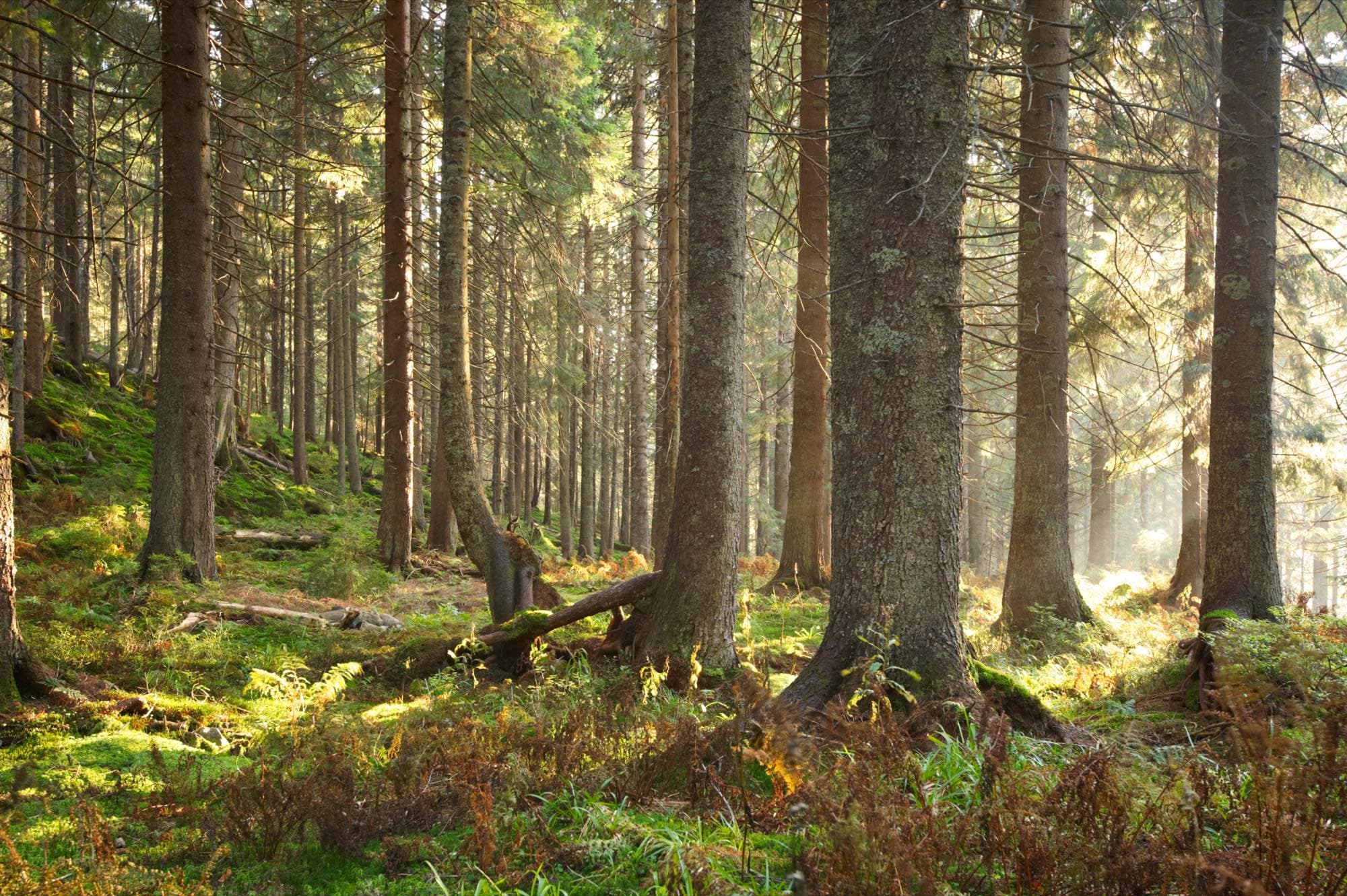 Bosco di conifere attraversato dalla luce del mattino